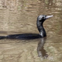 Phalacrocorax sulcirostris (Little Black Cormorant) at Belconnen, ACT - 27 Mar 2018 by Alison Milton