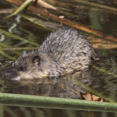 Hydromys chrysogaster (Rakali or Water Rat) at Belconnen, ACT - 27 Mar 2018 by AlisonMilton