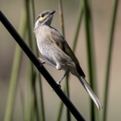 Caligavis chrysops (Yellow-faced Honeyeater) at Belconnen, ACT - 27 Mar 2018 by Alison Milton