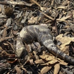 Tiliqua scincoides scincoides (Eastern Blue-tongue) at Lake Ginninderra - 27 Mar 2018 by AlisonMilton