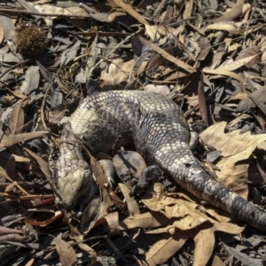 Tiliqua scincoides scincoides at Belconnen, ACT - 27 Mar 2018 02:19 PM