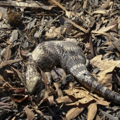 Tiliqua scincoides scincoides (Eastern Blue-tongue) at Lake Ginninderra - 27 Mar 2018 by AlisonMilton