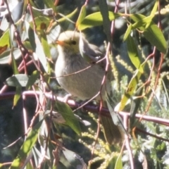 Ptilotula penicillata (White-plumed Honeyeater) at Bruce, ACT - 27 Mar 2018 by AlisonMilton