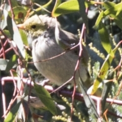 Ptilotula penicillata at Bruce, ACT - 27 Mar 2018 01:47 PM