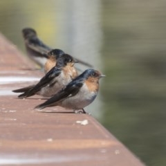 Hirundo neoxena (Welcome Swallow) at Belconnen, ACT - 27 Mar 2018 by AlisonMilton