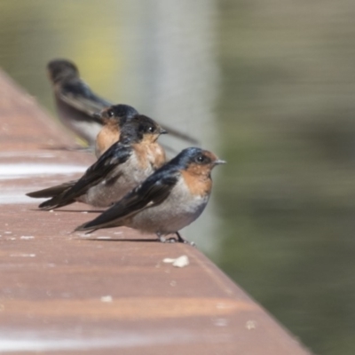 Hirundo neoxena (Welcome Swallow) at Belconnen, ACT - 27 Mar 2018 by Alison Milton