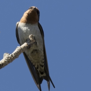 Hirundo neoxena at Belconnen, ACT - 27 Mar 2018