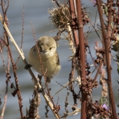 Acrocephalus australis (Australian Reed-Warbler) at Belconnen, ACT - 27 Mar 2018 by AlisonMilton