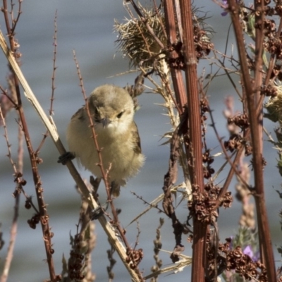 Acrocephalus australis (Australian Reed-Warbler) at Lake Ginninderra - 27 Mar 2018 by Alison Milton