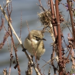 Acrocephalus australis at Belconnen, ACT - 27 Mar 2018