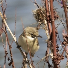 Acrocephalus australis at Belconnen, ACT - 27 Mar 2018