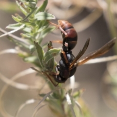 Polistes (Polistella) humilis (Common Paper Wasp) at Lake Ginninderra - 27 Mar 2018 by Alison Milton