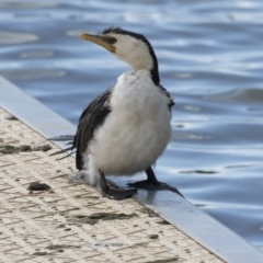 Microcarbo melanoleucos (Little Pied Cormorant) at Belconnen, ACT - 27 Mar 2018 by Alison Milton