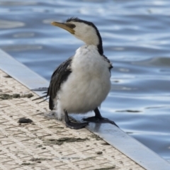 Microcarbo melanoleucos (Little Pied Cormorant) at Lake Ginninderra - 27 Mar 2018 by Alison Milton