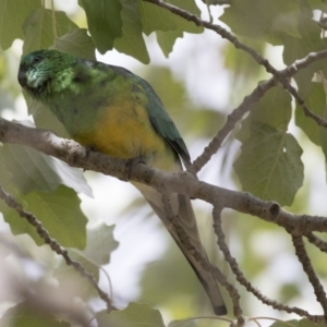 Psephotus haematonotus at Belconnen, ACT - 27 Mar 2018