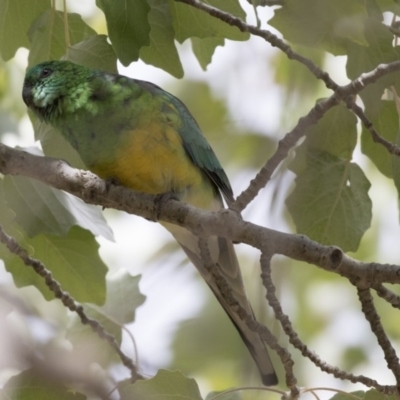 Psephotus haematonotus (Red-rumped Parrot) at Belconnen, ACT - 27 Mar 2018 by AlisonMilton