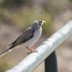 Manorina melanocephala (Noisy Miner) at Lake Ginninderra - 27 Mar 2018 by Alison Milton