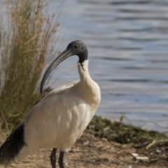 Threskiornis molucca (Australian White Ibis) at Belconnen, ACT - 27 Mar 2018 by Alison Milton