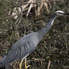 Egretta novaehollandiae (White-faced Heron) at Lake Ginninderra - 27 Mar 2018 by Alison Milton