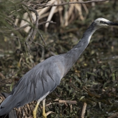 Egretta novaehollandiae (White-faced Heron) at Lake Ginninderra - 27 Mar 2018 by Alison Milton