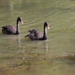 Cygnus atratus (Black Swan) at Lake Ginninderra - 27 Mar 2018 by AlisonMilton