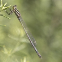 Ischnura heterosticta (Common Bluetail Damselfly) at Belconnen, ACT - 27 Mar 2018 by AlisonMilton