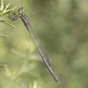 Ischnura heterosticta at Belconnen, ACT - 27 Mar 2018 03:37 PM