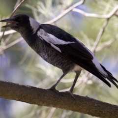 Gymnorhina tibicen (Australian Magpie) at Campbell, ACT - 29 Mar 2018 by jb2602