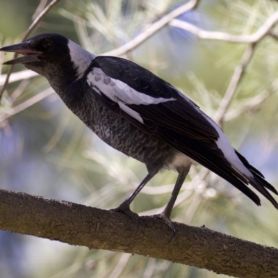 Gymnorhina tibicen (Australian Magpie) at Campbell, ACT - 29 Mar 2018 by jbromilow50