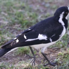 Grallina cyanoleuca (Magpie-lark) at Campbell, ACT - 29 Mar 2018 by jbromilow50