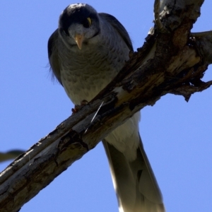 Manorina melanocephala at Campbell, ACT - 29 Mar 2018 11:25 AM