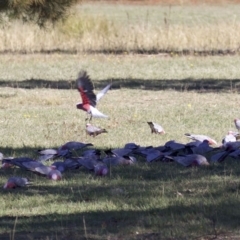 Eolophus roseicapilla (Galah) at Campbell, ACT - 29 Mar 2018 by jbromilow50