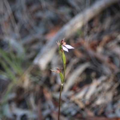 Eriochilus cucullatus (Parson's Bands) at Mount Majura - 28 Mar 2018 by petersan