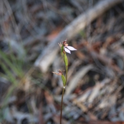 Eriochilus cucullatus (Parson's Bands) at Canberra Central, ACT - 28 Mar 2018 by petersan