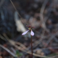 Eriochilus cucullatus (Parson's Bands) at Canberra Central, ACT - 29 Mar 2018 by petersan