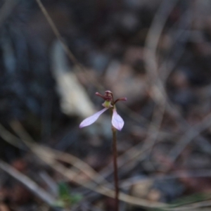 Eriochilus cucullatus at Canberra Central, ACT - suppressed