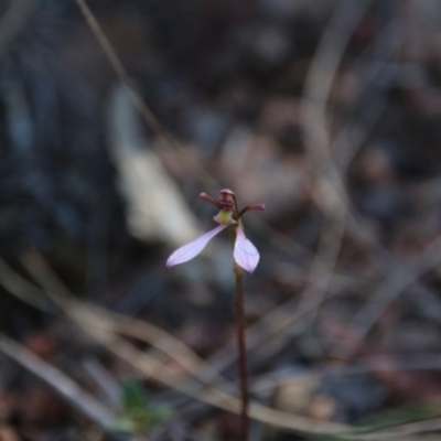 Eriochilus cucullatus (Parson's Bands) at Mount Majura - 28 Mar 2018 by petersan