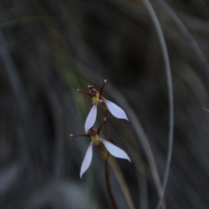 Eriochilus cucullatus at Canberra Central, ACT - 29 Mar 2018