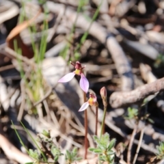 Eriochilus cucullatus at Canberra Central, ACT - suppressed