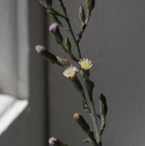 Symphyotrichum subulatum at Gundaroo, NSW - 29 Mar 2018 03:40 PM