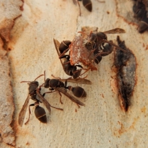 Ropalidia plebeiana at Gungahlin, ACT - 27 Mar 2018