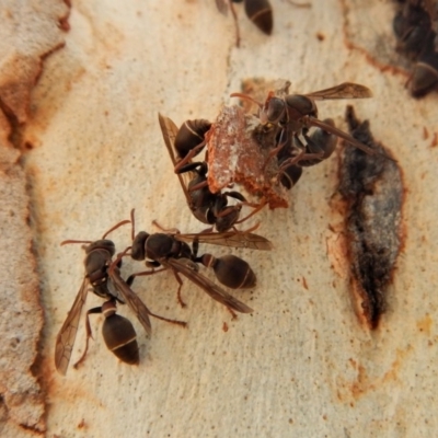 Ropalidia plebeiana (Small brown paper wasp) at Gungahlin, ACT - 27 Mar 2018 by CathB