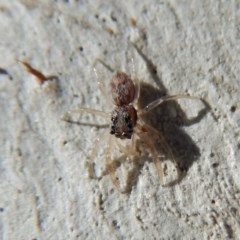 Salticidae (family) (Unidentified Jumping spider) at Gungahlin, ACT - 27 Mar 2018 by CathB