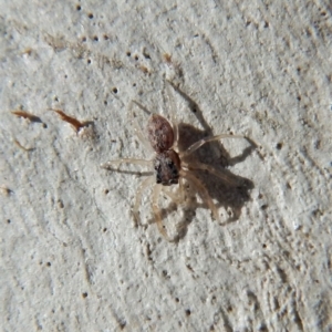 Salticidae (family) at Gungahlin, ACT - 27 Mar 2018 04:31 PM