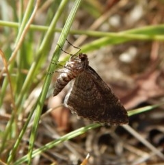 Unplaced squamulata (Scaled Carpet) at Mulligans Flat - 27 Mar 2018 by CathB