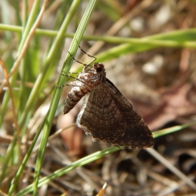 Unplaced squamulata (Scaled Carpet) at Gungahlin, ACT - 27 Mar 2018 by CathB