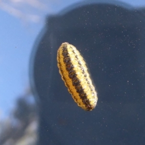 Gonipterus sp. (genus) at Cotter River, ACT - 29 Mar 2018