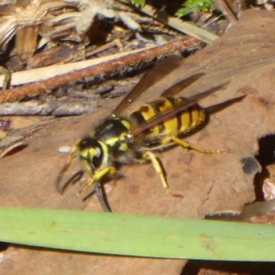 Vespula germanica (European Wasp, German Yellowjacket Wasp) at Cotter River, ACT - 29 Mar 2018 by Christine