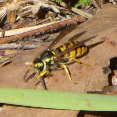 Vespula germanica (European wasp) at Namadgi National Park - 29 Mar 2018 by Christine