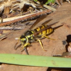 Vespula germanica (European wasp) at Cotter River, ACT - 29 Mar 2018 by Christine